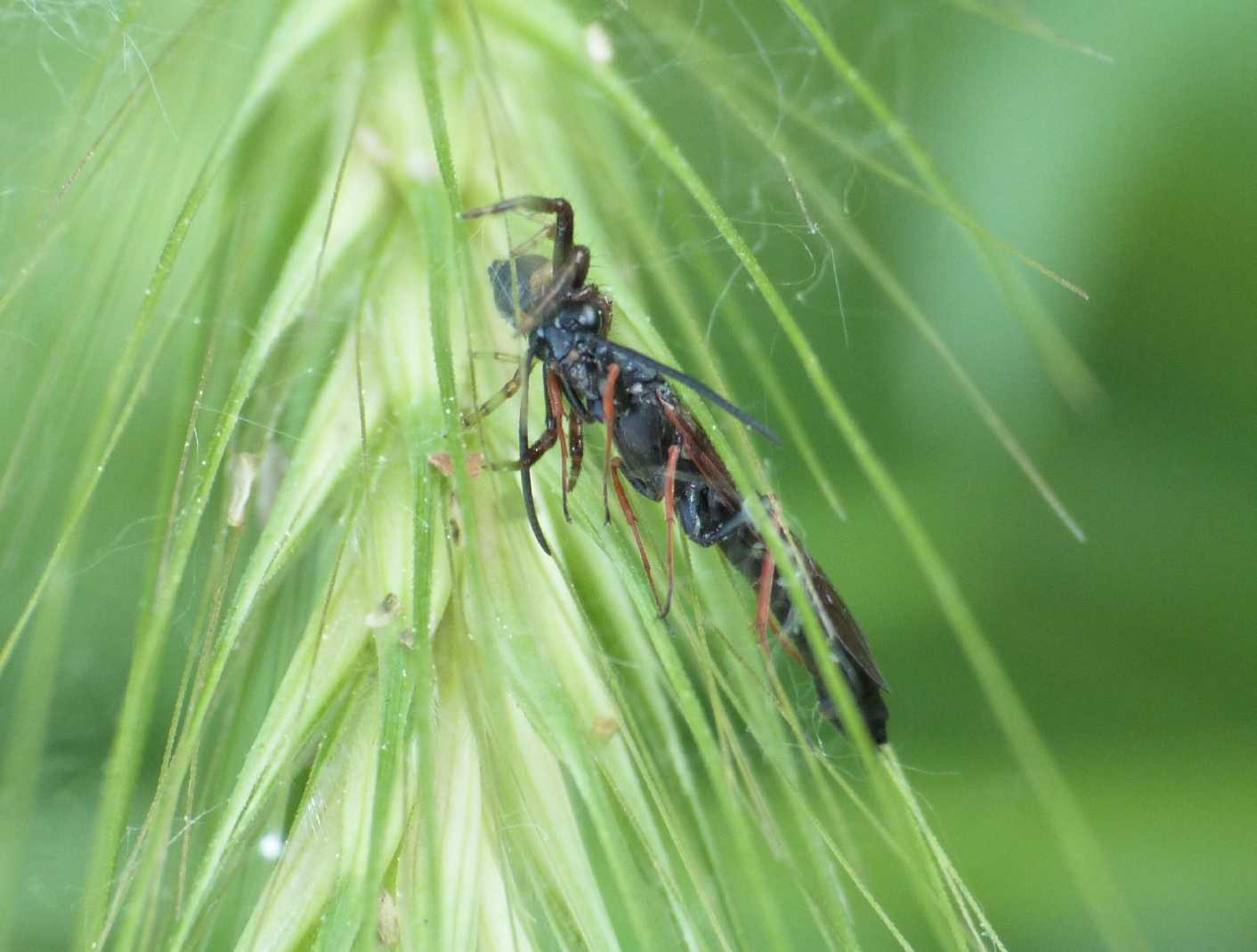 Strana preda di un ragno: forse, Cephidae